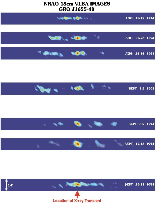 The radio images of GRO J1655-40