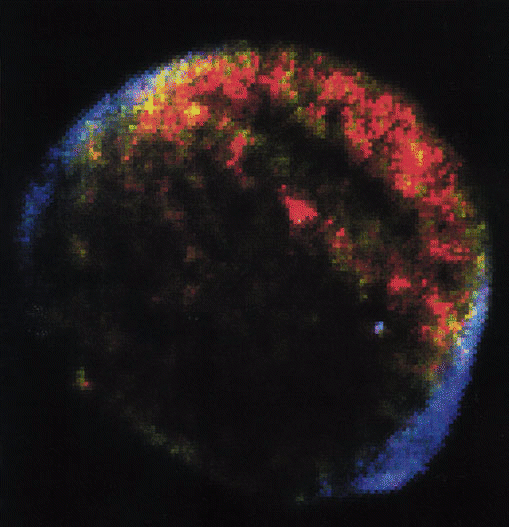 A Cosmic Ray Accelerator<BR>
The Remnant of Supernova 1006AD Imaged by ROSAT