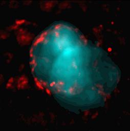 composite image in x-rays and radio wavelengths of IC 443